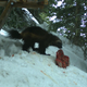 A wolverine munching on a piece of meat.